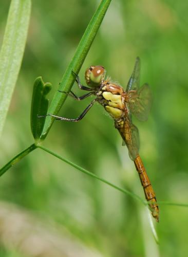 Réf. 35 073 : Sympetrum striolatum