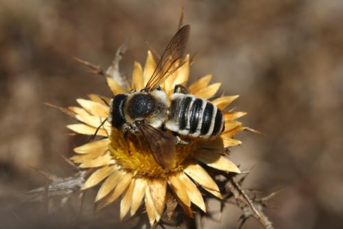 Megachile sp.