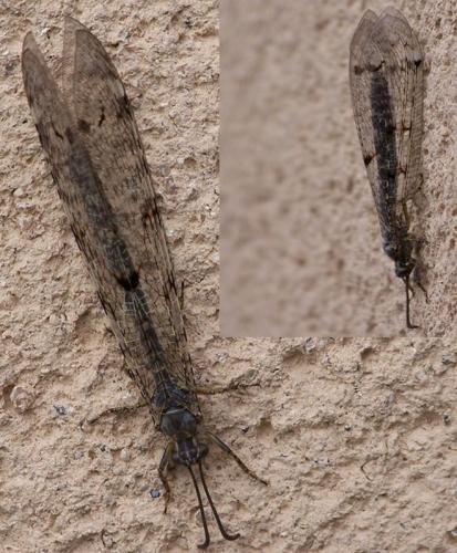 Réf. 35 287 : Distoleon tetragrammicus