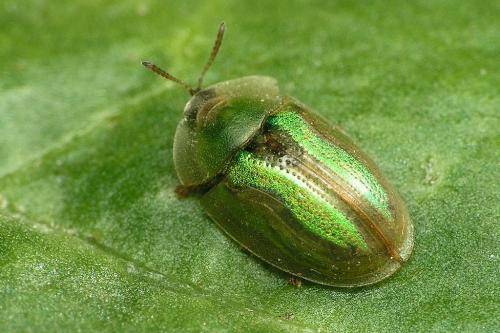 Réf. 35 978 : Cassida vittata