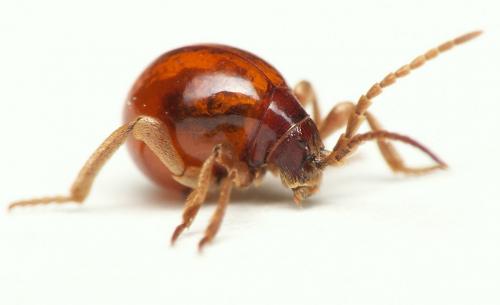 Gibbium psylloides