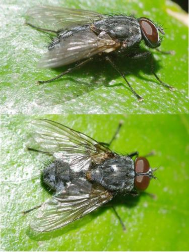 Réf. 35 281 : Muscina levida