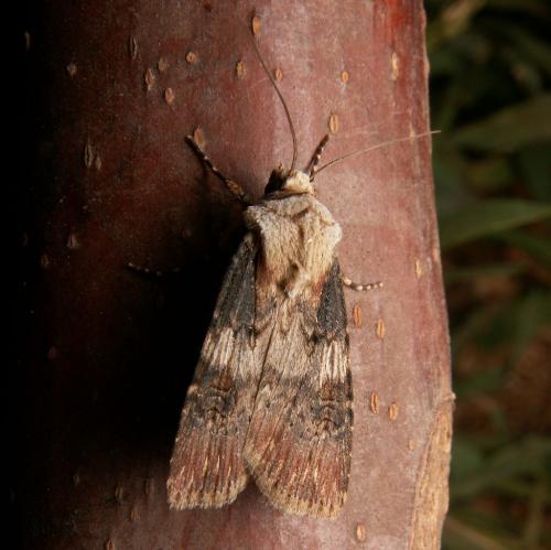 Réf. 35 642 : Agrotis puta
