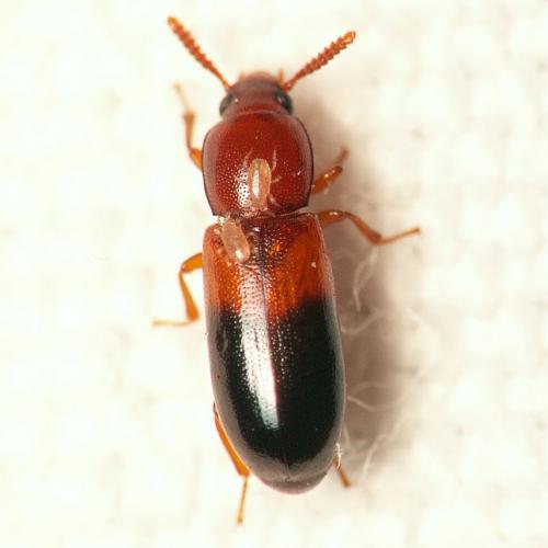 Corticeus bicolor