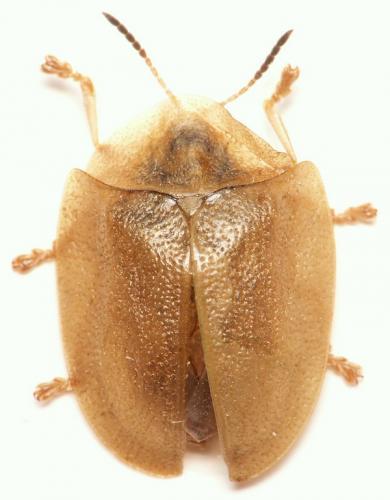 Réf. 35 980 : Cassida viridis