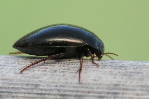 Réf. 35 682 : Agabus sp.