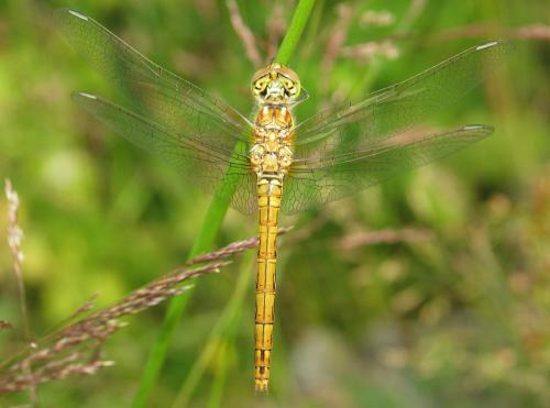 Réf. 35 275 : Sympetrum vulgatum
