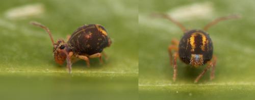 Réf. 35 506 : Dicyrtomina ornata