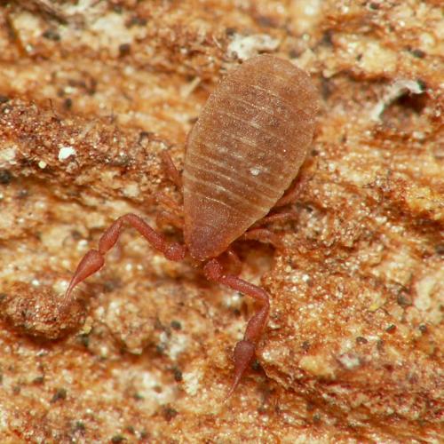 Réf. 35 457 : Apocheiridium ferum