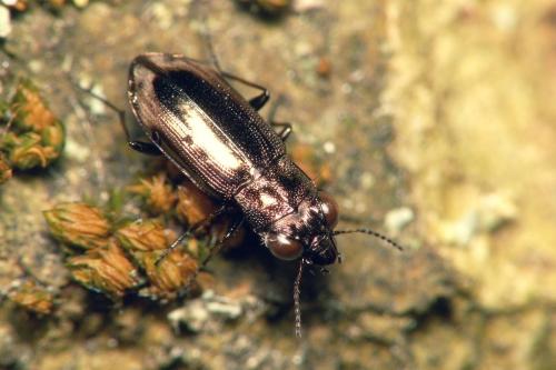 Réf. 35 955 : Notiophilus sp.