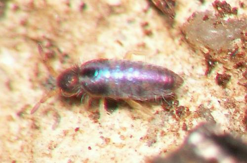 Réf. 35 391 : Lepidocyrtus cyaneus