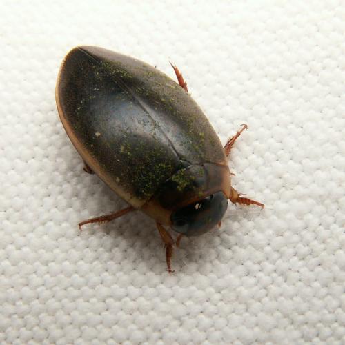 Rhantus sp.
