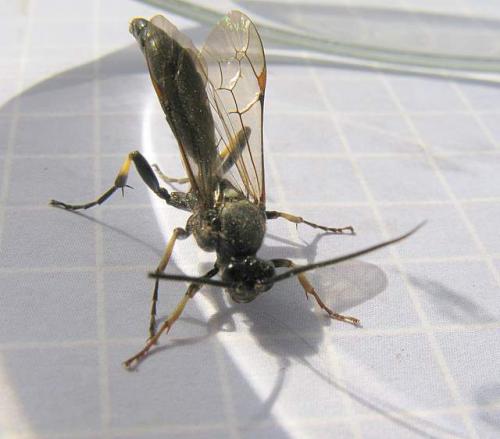 Coelichneumon desinatorius