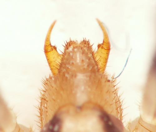 Scutigera coleoptrata