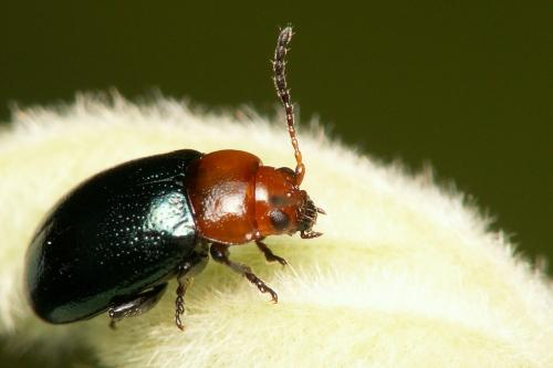 Podagrica fuscipes