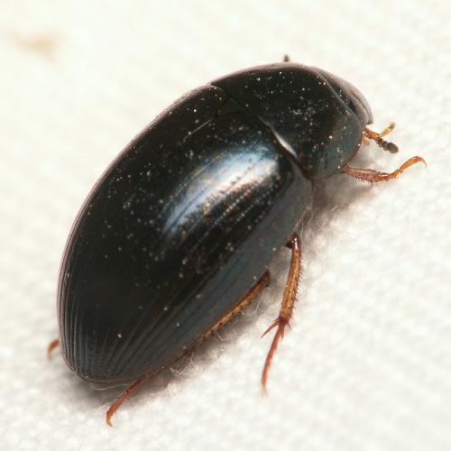 Réf. 35 684 : Hydrobius fuscipes