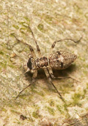 Réf. 35 503 : Mesopsocus fuscifrons
