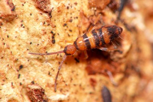 Réf. 35 395 : Willowsia platani