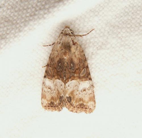 Mesoligia furuncula