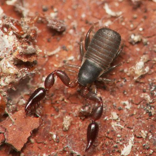 Withius hispanus