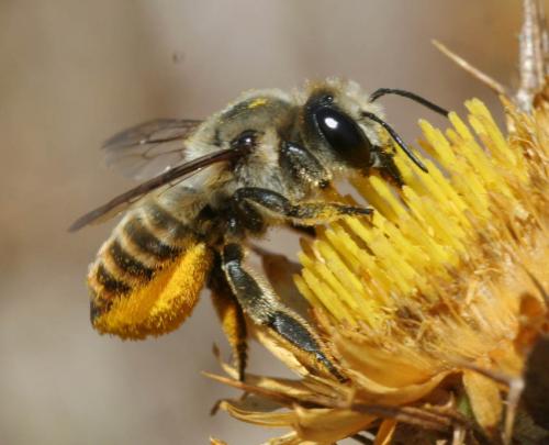 Megachile sp.