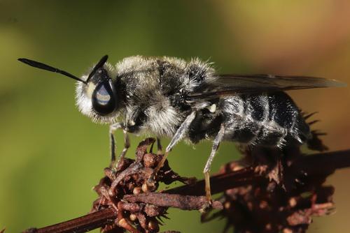 Stratiomys longicornis