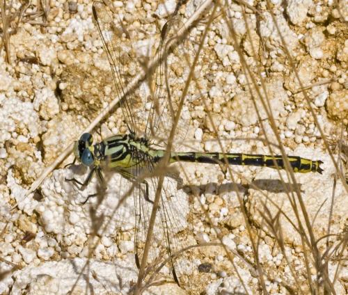 Gomphus graslinii