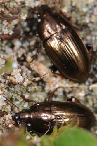 Amara aenea