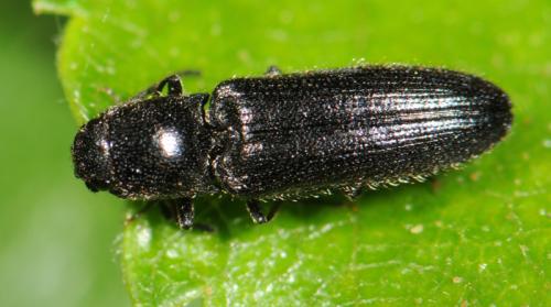 Réf. 35 124 : Limonius sp.