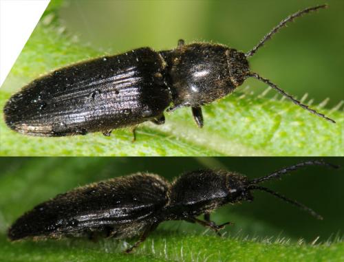 Dicronychus sp.