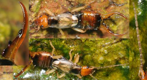 Forficula auricularia