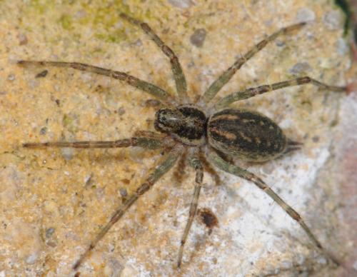 Réf. 35 533 : Allagelena gracilens