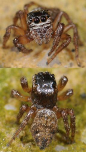Réf. 35 511 : Evarcha falcata