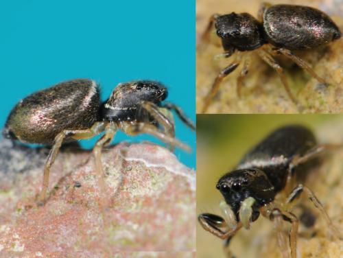 Réf. 35 512 : Heliophanus cupreus