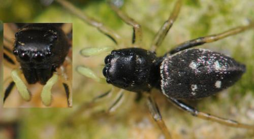 Heliophanus cupreus