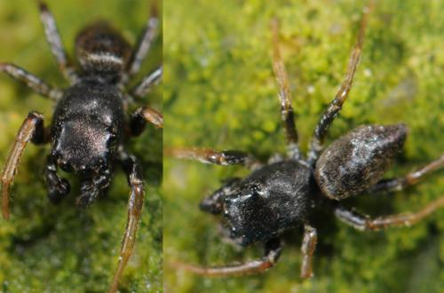 Réf. 35 514 : Heliophanus sp.