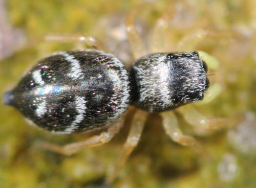 Heliophanus sp.