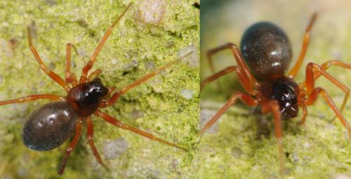 Gongylidium rufipes