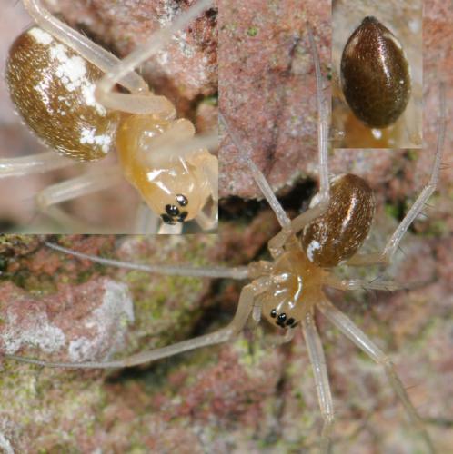 Linyphia hortensis