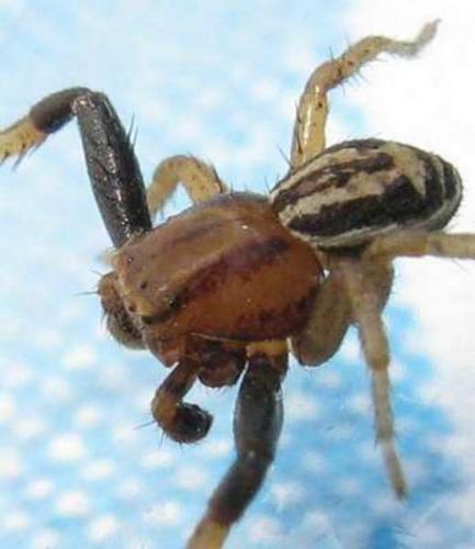 Réf. 35 260 : Xysticus erraticus