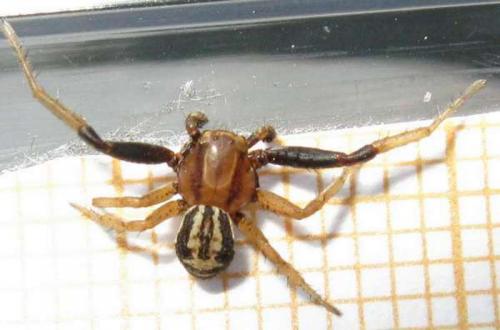 Réf. 35 259 : Xysticus erraticus
