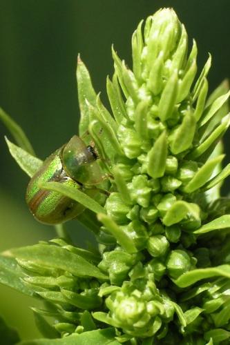 Réf. 35 979 : Cassida vittata