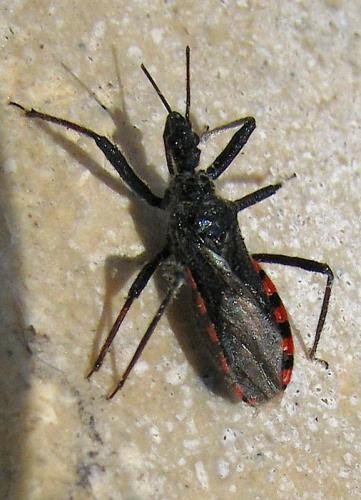Réf. 35 854 : Sphedanolestes sanguineus