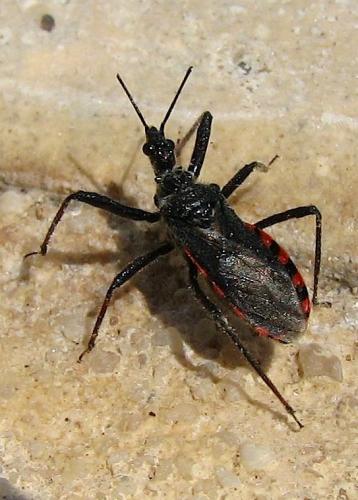 Réf. 35 855 : Sphedanolestes sanguineus