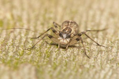 Réf. 35 504 : Mesopsocus fuscifrons