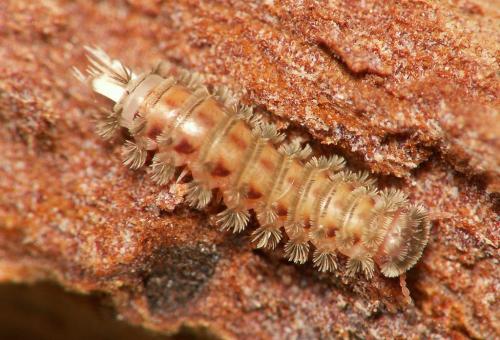 Réf. 35 908 : Polyxenus lagurus