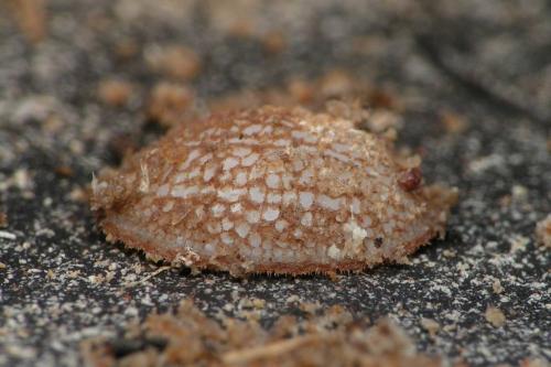 Réf. 35 394 : Microdon sp.