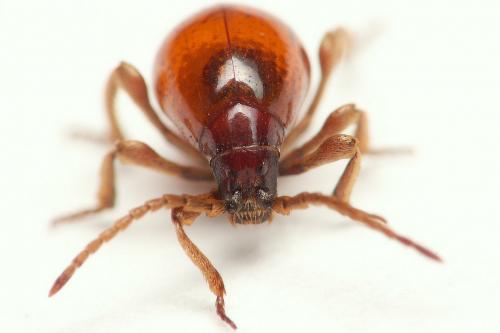 Gibbium psylloides