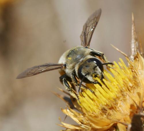 Megachile sp.
