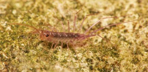 Réf. 35 899 : Scutigera coleoptrata